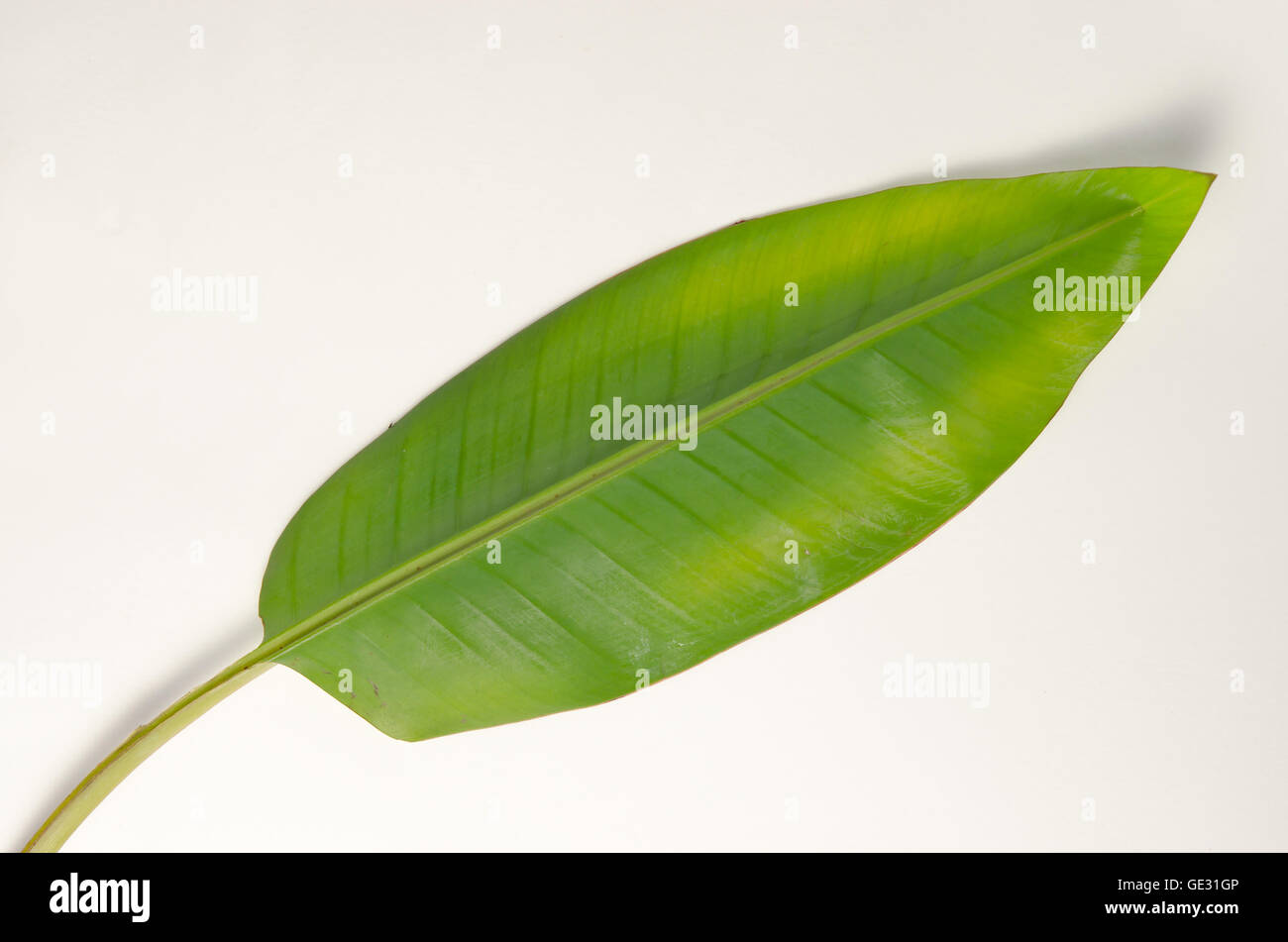 Banana (Other names are Musa banana acuminata, Musa banana balbisiana, and Musa x paradisiaca) leaf isolated on white background Stock Photo