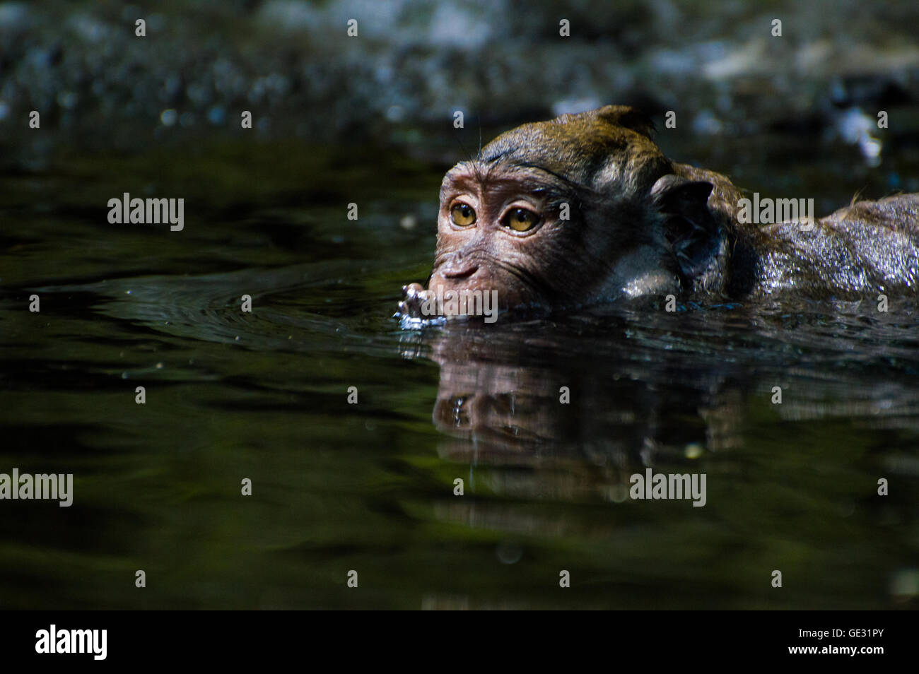 Monkey takes a bath Stock Photo