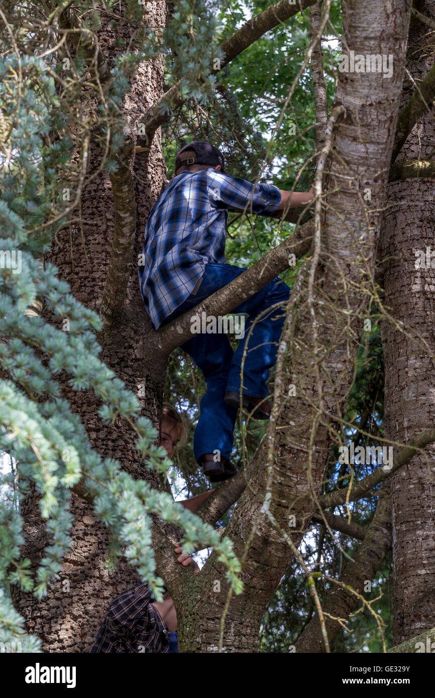boy, climbing tree, climbing in tree, tree climbing, Sonoma State ...