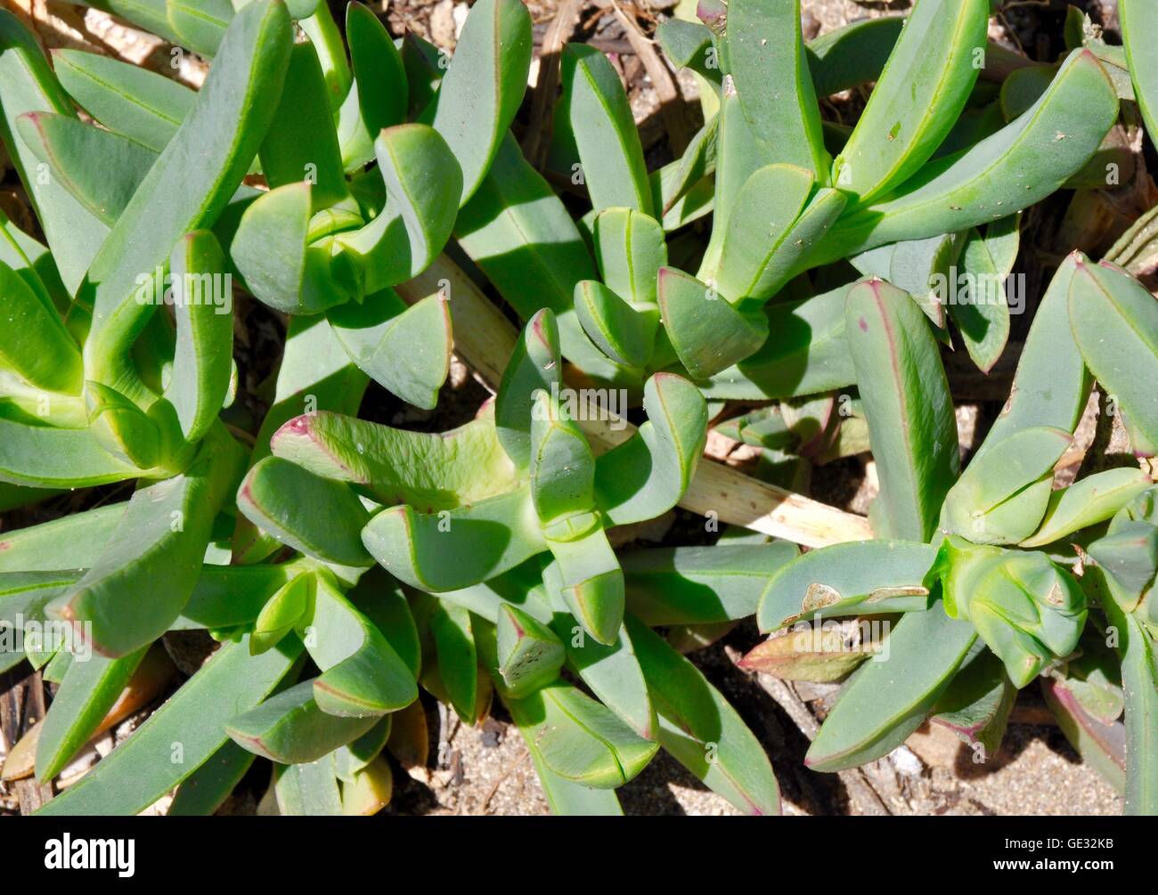 Coastal weed known as pigface with thick, fleshy triangular green leaves. Stock Photo