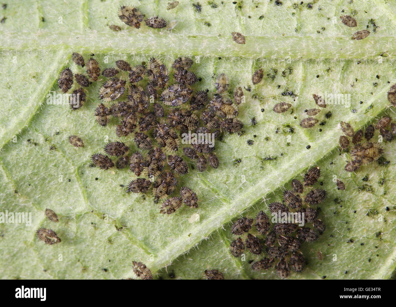Colony of garden pests on an eggplant leaf. Stock Photo