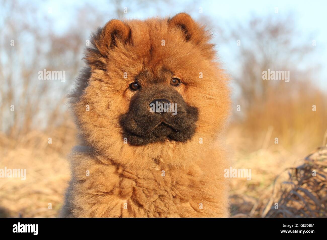 Chow Chow Puppy in autumn Stock Photo