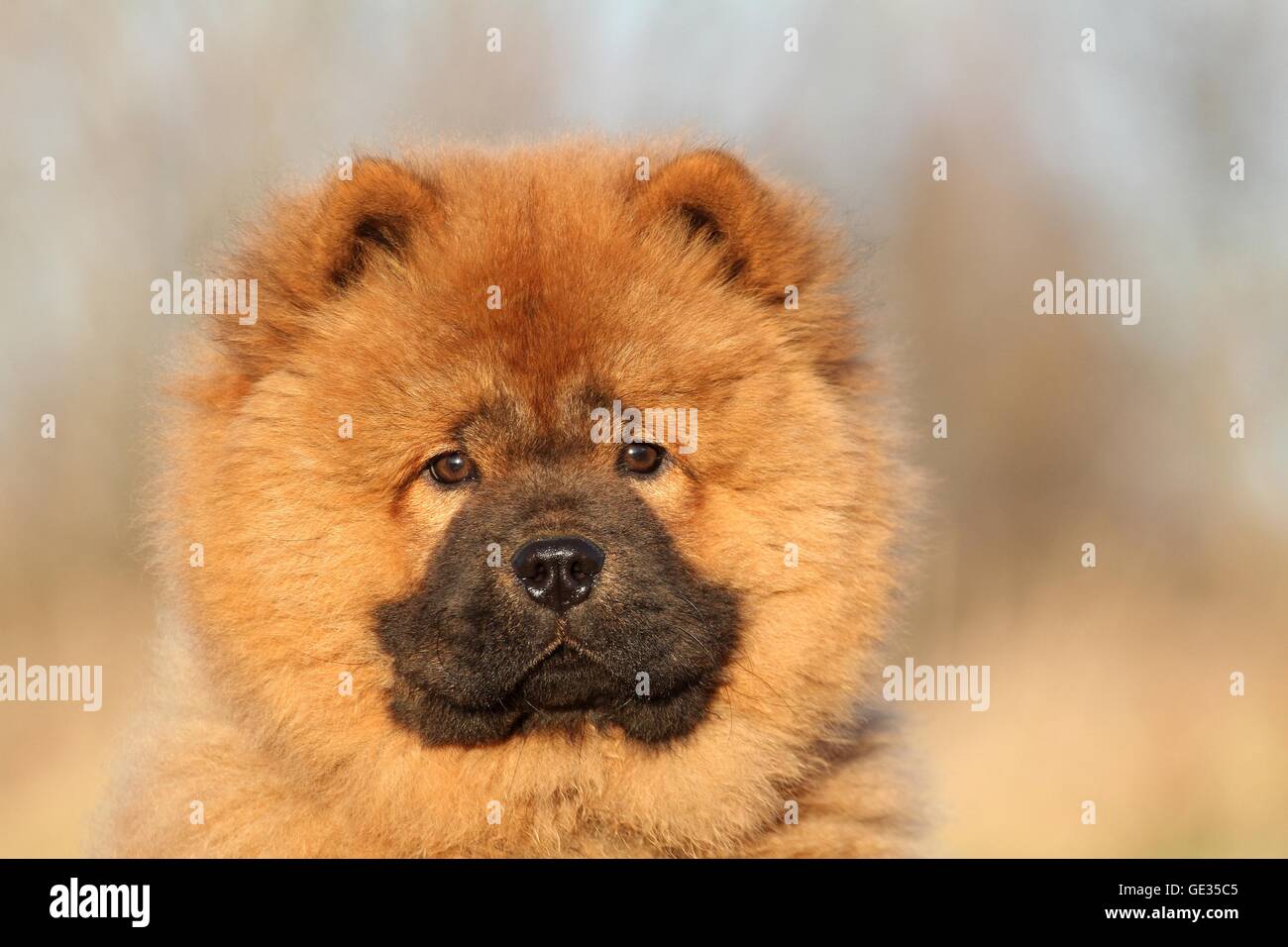 Chow Chow Puppy in autumn Stock Photo