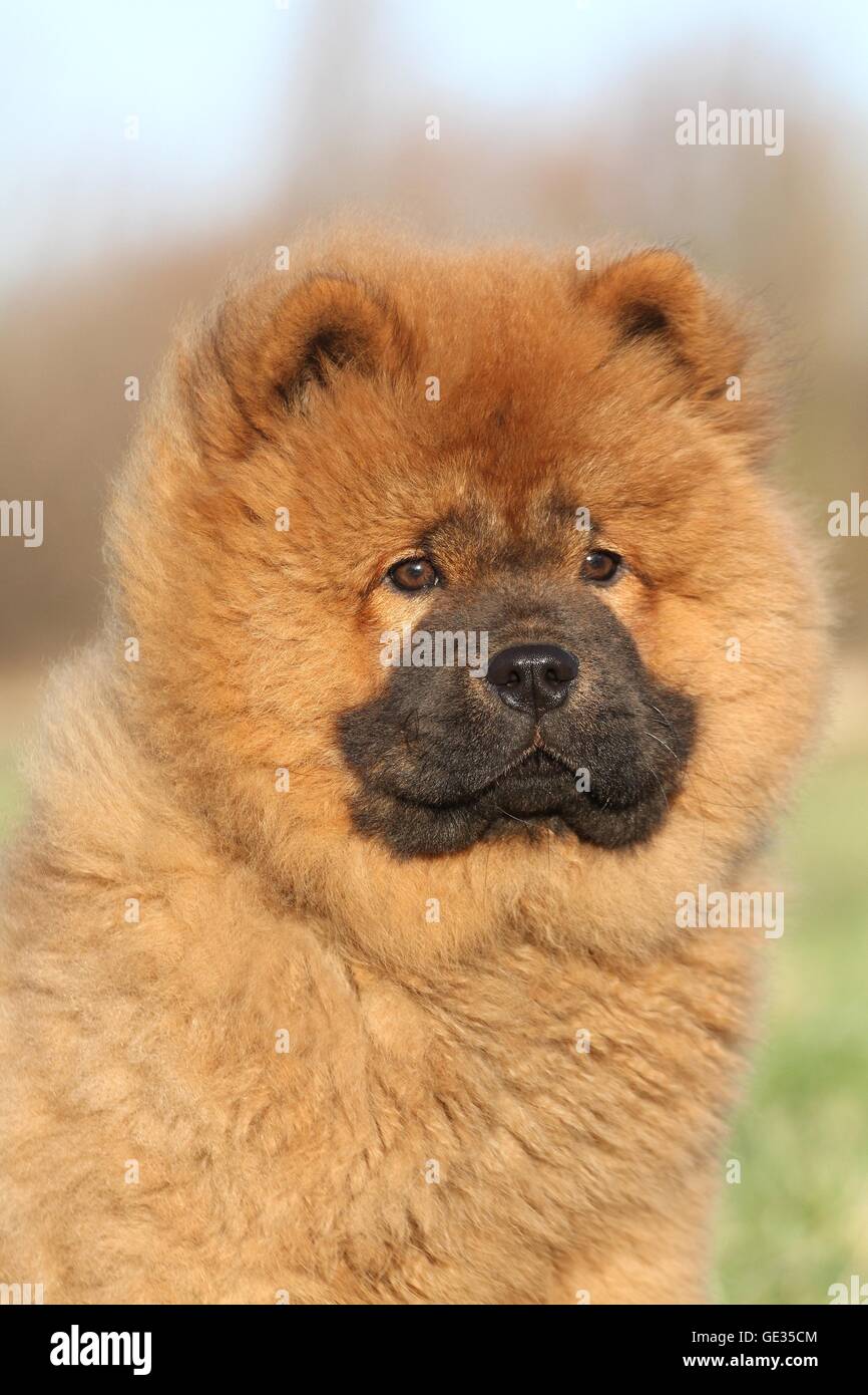 Chow Chow Puppy in autumn Stock Photo