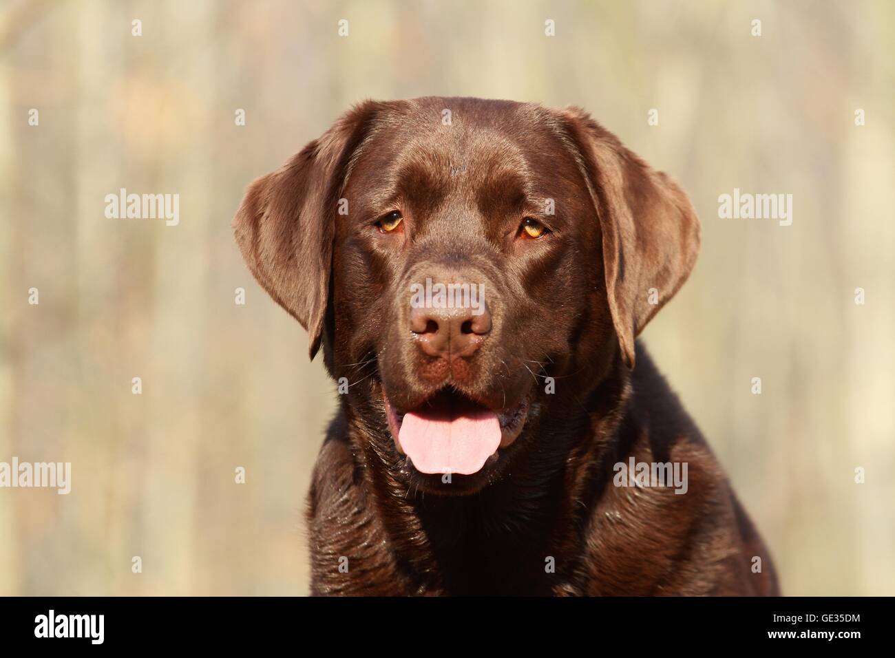 Labrador Retriever Portrait Stock Photo