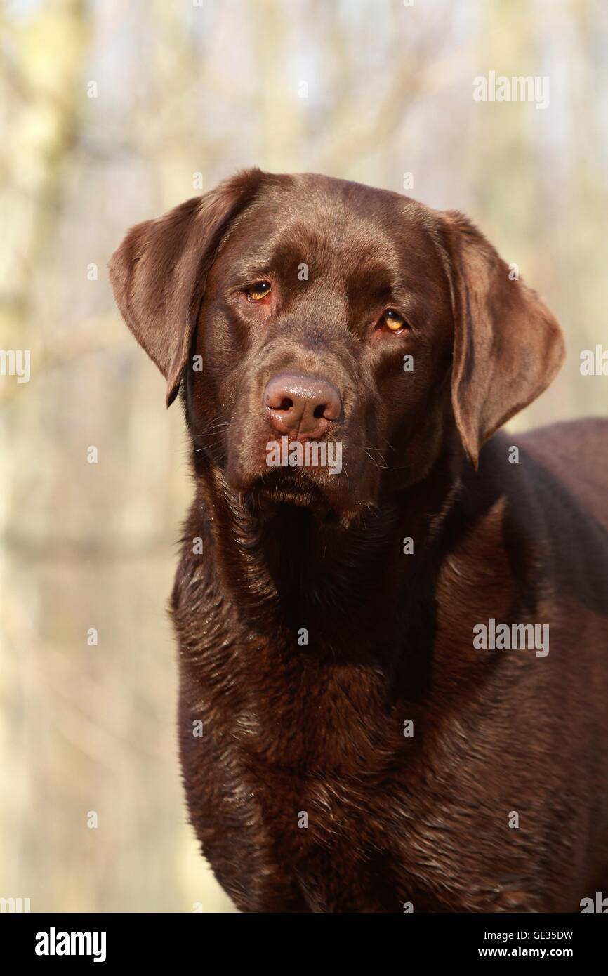 Labrador Retriever Portrait Stock Photo