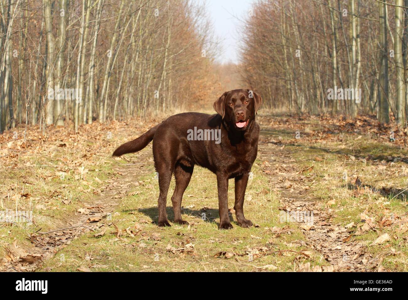 standing Labrador Retriever Stock Photo - Alamy