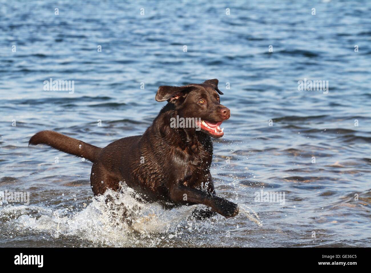 Lake running labrador hi-res stock photography and images - Alamy