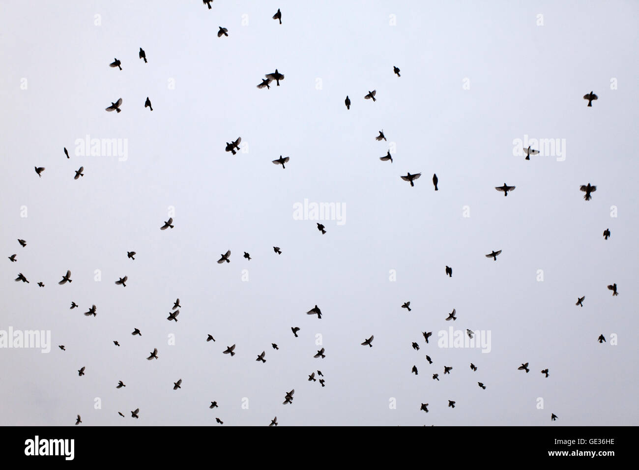 A huge number of birds are flying in and open sky Stock Photo - Alamy