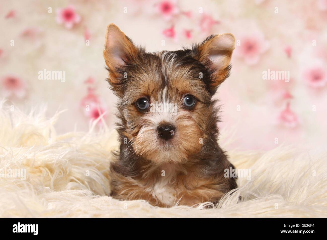 Yorkshire terrier toy hi-res stock photography and images - Alamy