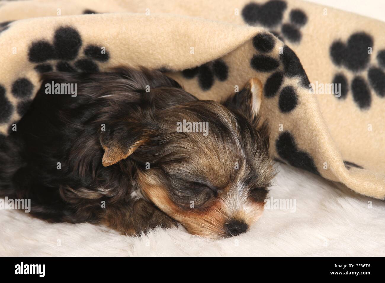sleeping Yorkshire Terrier Puppy Stock Photo