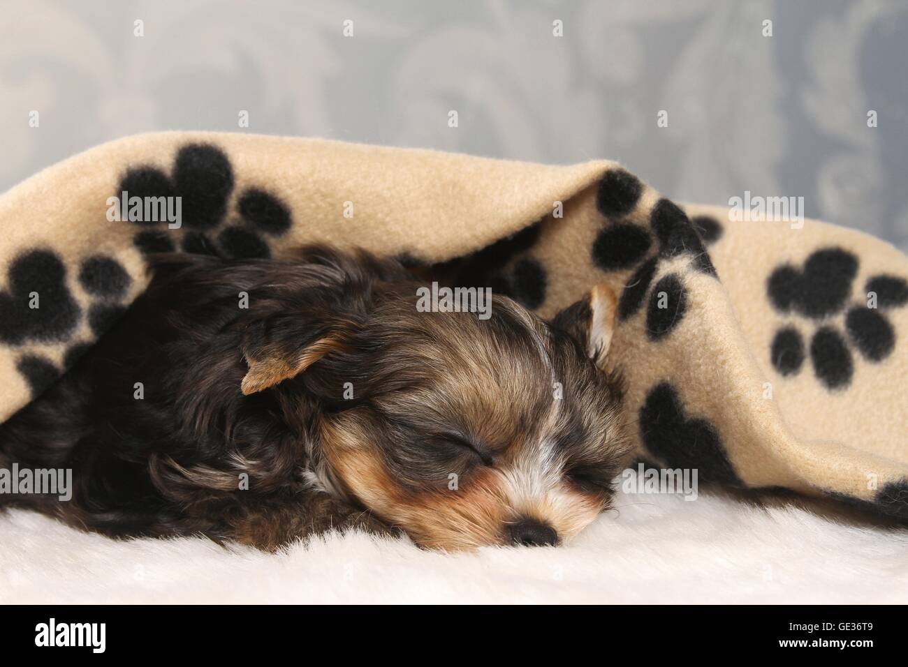 sleeping Yorkshire Terrier Puppy Stock Photo