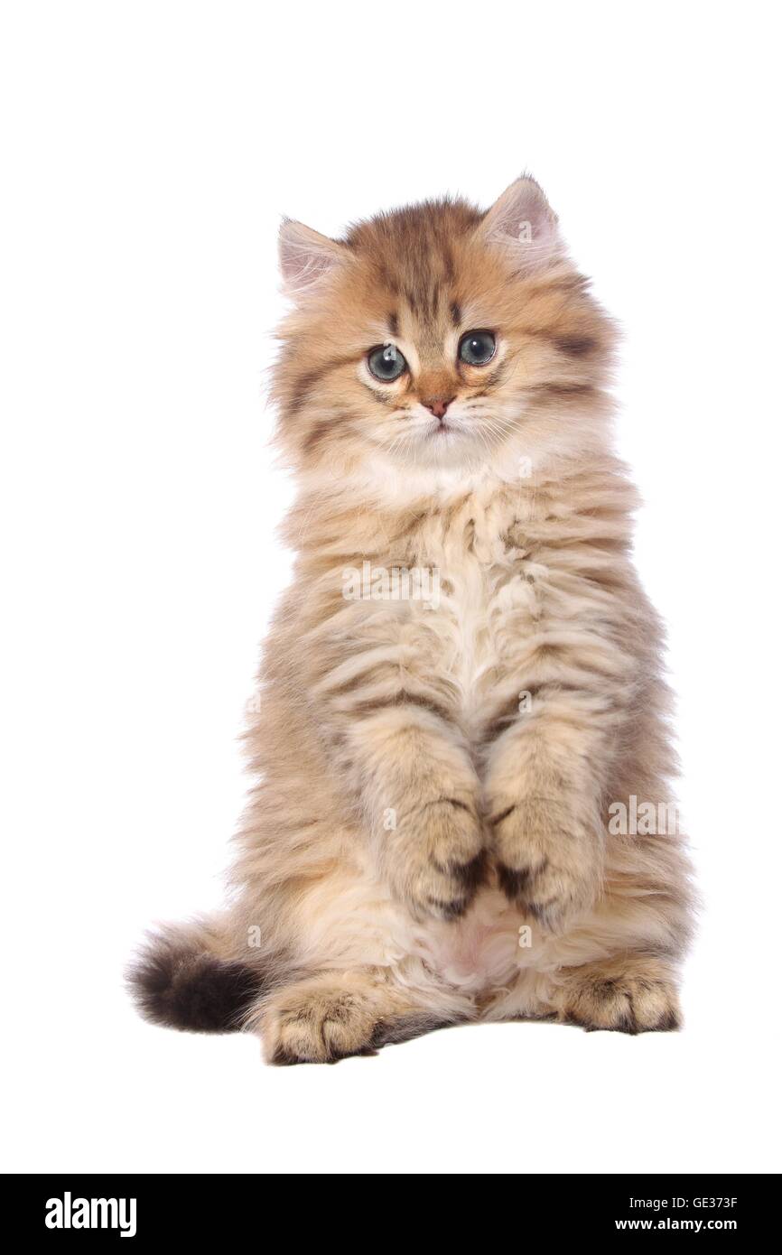 begging Highlander Kitten Stock Photo