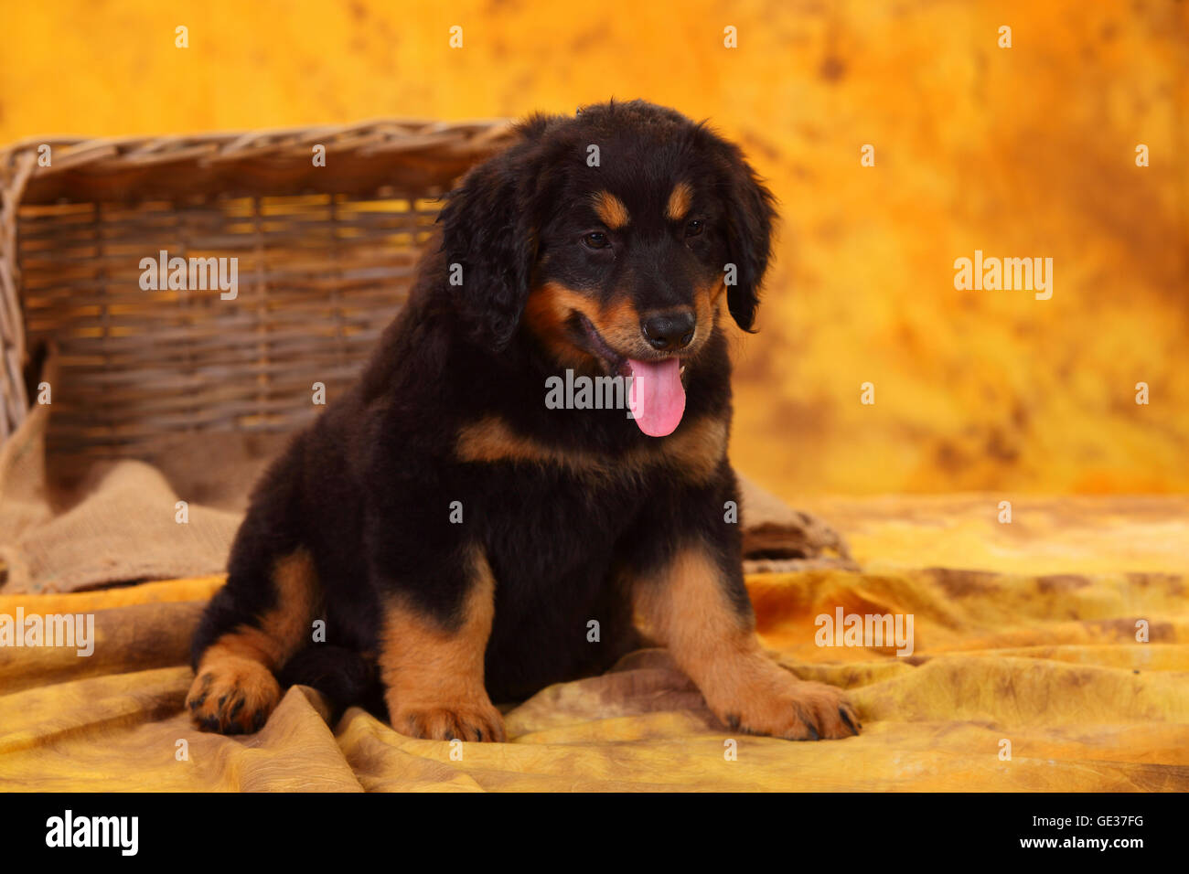 Hovawart, puppy, black-and-tan, 8 weeks|Hovawart, Welpe, schwarz-marken, 8 Wochen Stock Photo