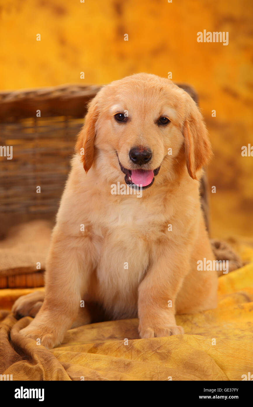 Hovawart, puppy, blonde, 8 weeks|Hovawart, Welpe, blond, 8 Wochen Stock Photo
