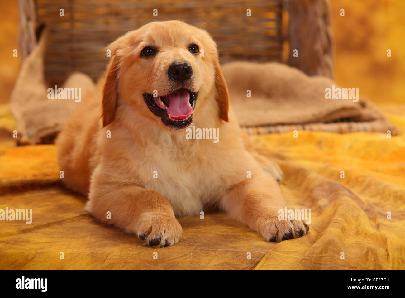 Hovawart, puppy, blonde, 8 weeks|Hovawart, Welpe, blond, 8 Wochen Stock Photo