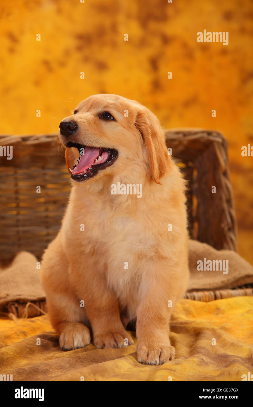 Hovawart, puppy, blonde, 8 weeks|Hovawart, Welpe, blond, 8 Wochen Stock Photo