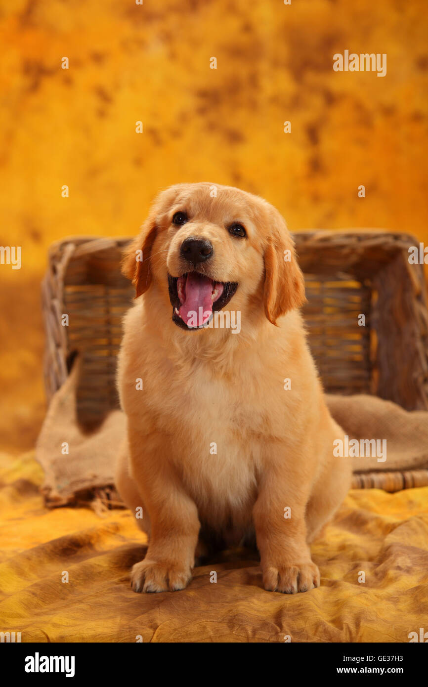 Hovawart, puppy, blonde, 8 weeks|Hovawart, Welpe, blond, 8 Wochen Stock Photo