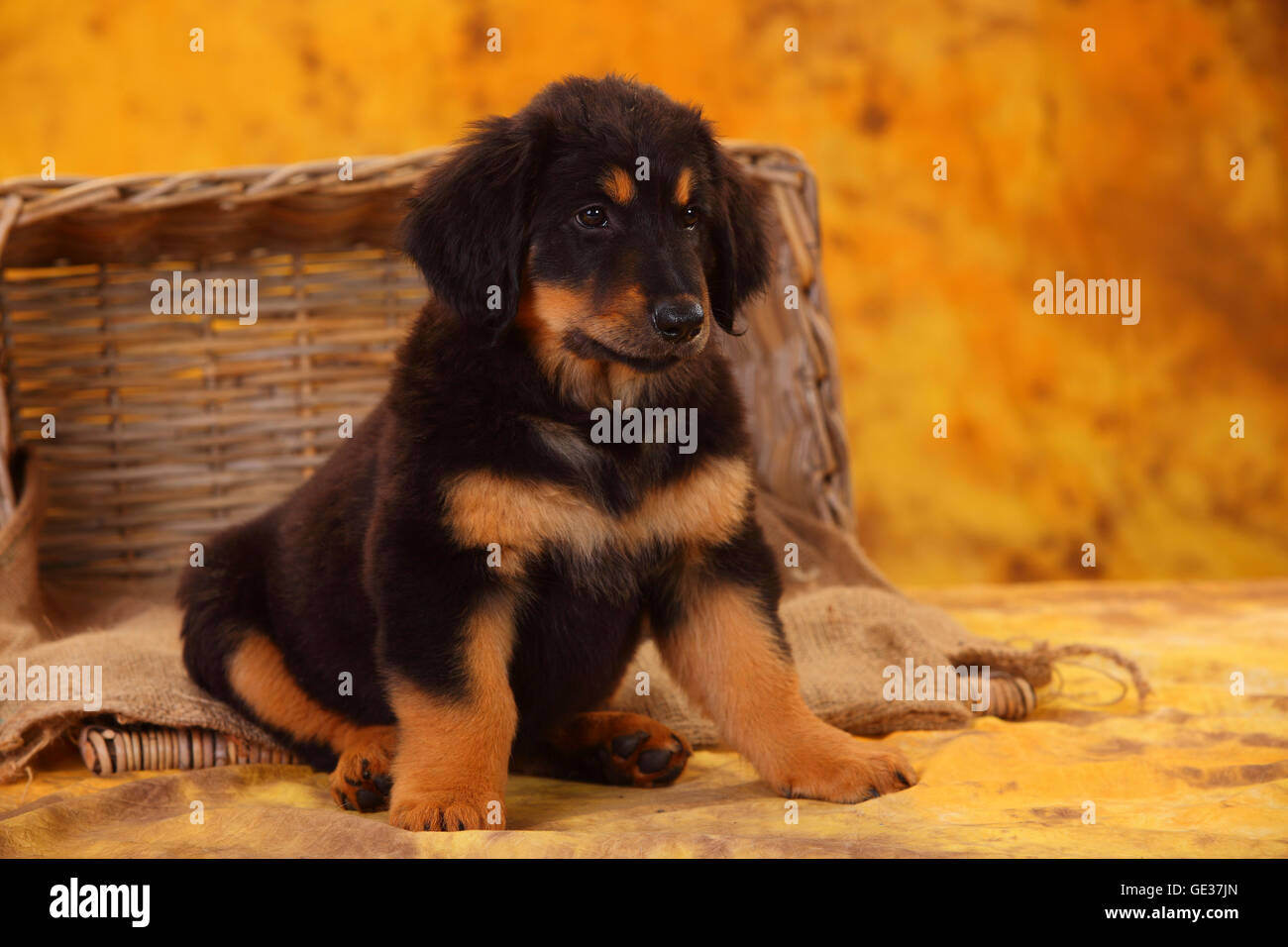 Hovawart, puppy, black-and-tan, 8 weeks|Hovawart, Welpe, schwarz-marken, 8 Wochen Stock Photo