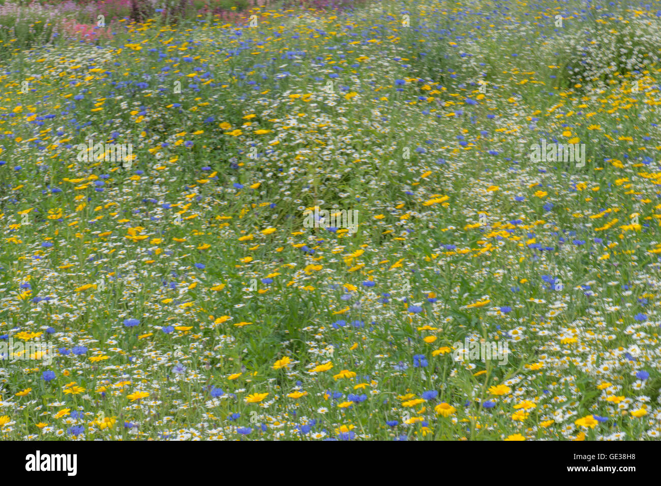 Wild Flower Meadow Stock Photo - Alamy