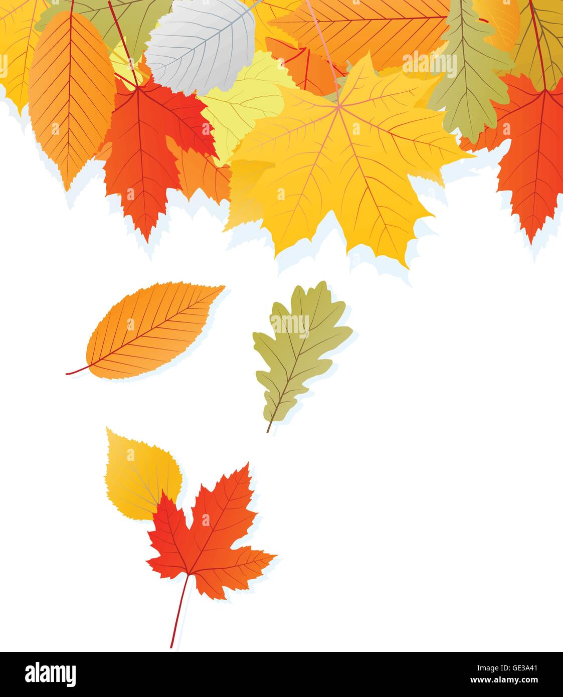 Leaves autumn vector background for poster Stock Vector Image & Art - Alamy