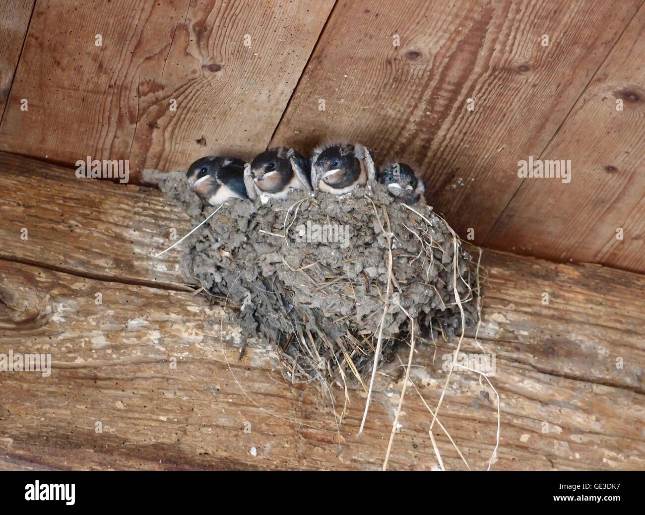 Four Swallow chicks in their nest, on a wooden wall, directly beneath a wooden ceiling. Stock Photo