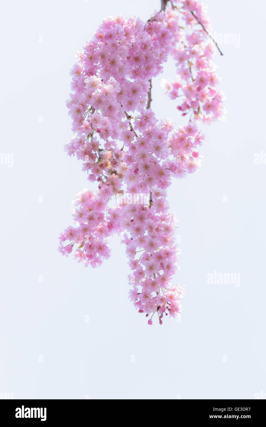 Weeping Cherry blossoms at Kitakata, Fukushima Stock Photo