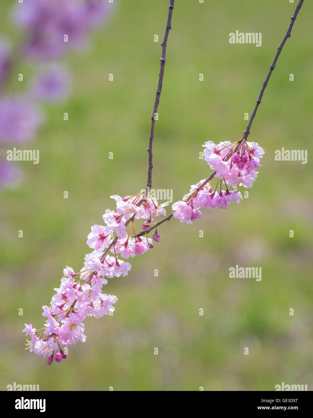 Weeping Cherry blossoms at Kitakata, Fukushima Stock Photo
