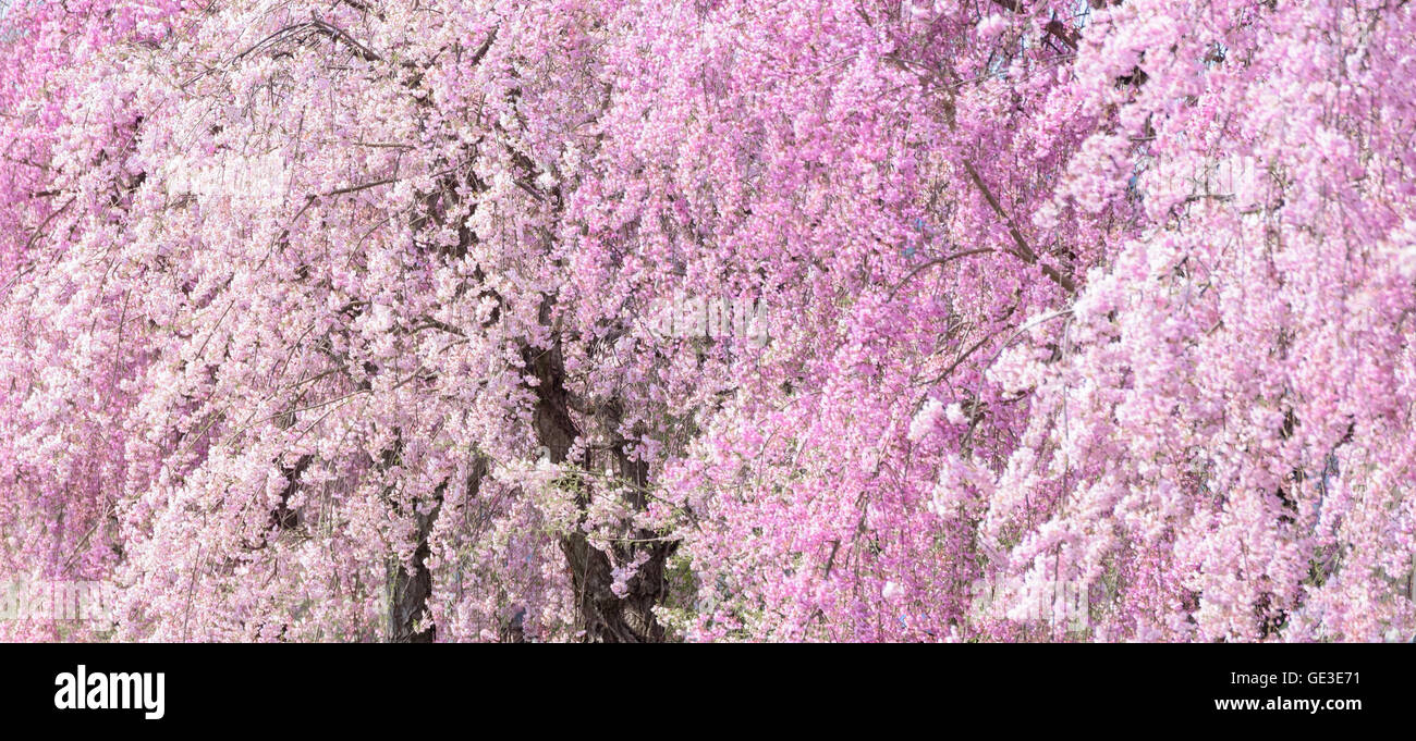 Weeping Cherry blossoms background at Kitakata, Fukushima Stock Photo