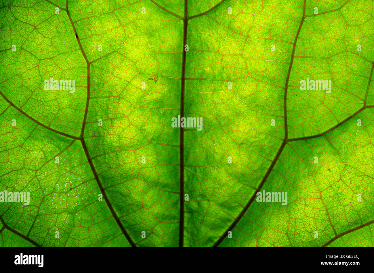 Close up view of green leaf and veins Stock Photo - Alamy