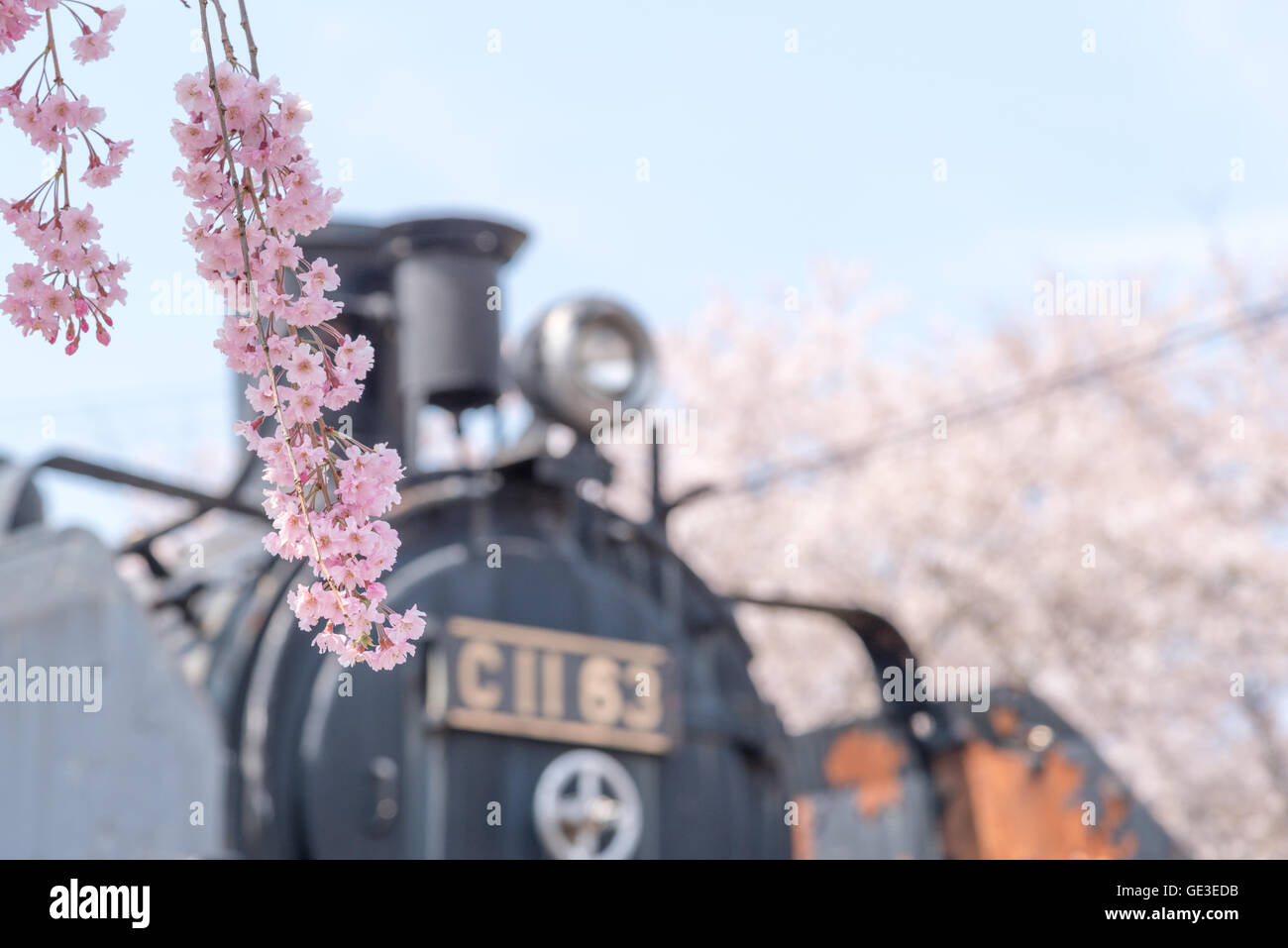 Weeping Cherry blossoms background at Kitakata, Fukushima Stock Photo