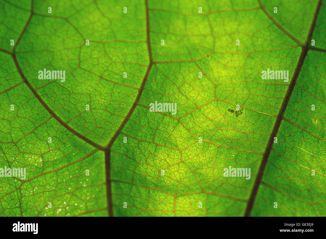 Close up view of green leaf and veins Stock Photo - Alamy