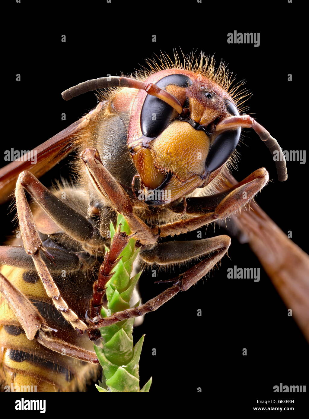 Yellow jacket hires stock photography and images Alamy