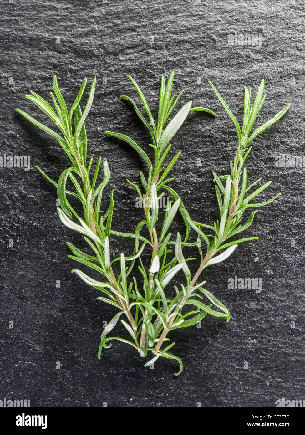Fresh rosemary leaves on the black background Stock Photo Alamy