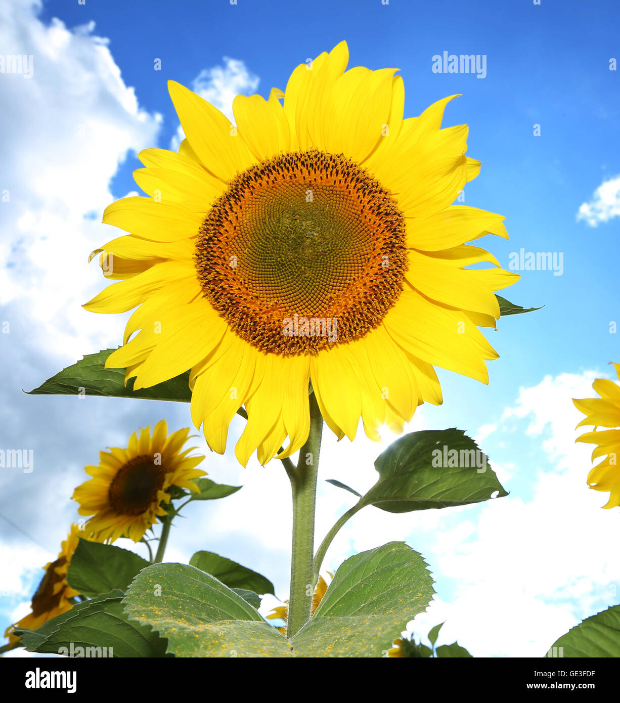 Bright picture of sunflowers in the field on the sunny day Stock Photo ...