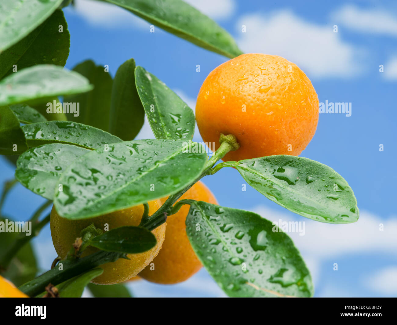 Tangerine Tree Ripe Tangerine fruit citrus tree hi-res stock photography and images - Alamy
