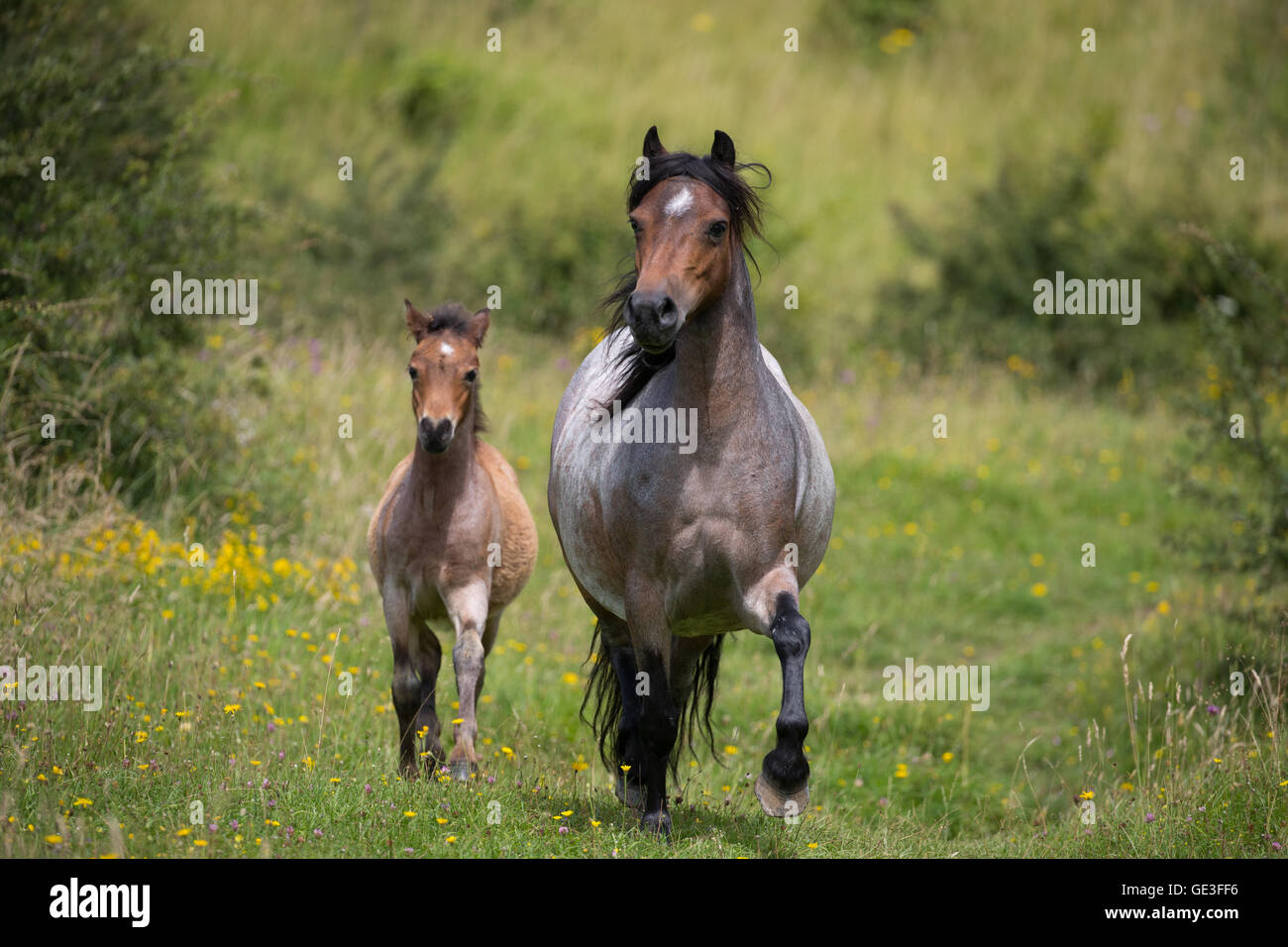 Welsh mountain ponies,a mother and foal, running free at Daneway Banks nature reserve near Sapperton in Gloucestershire, England Stock Photo