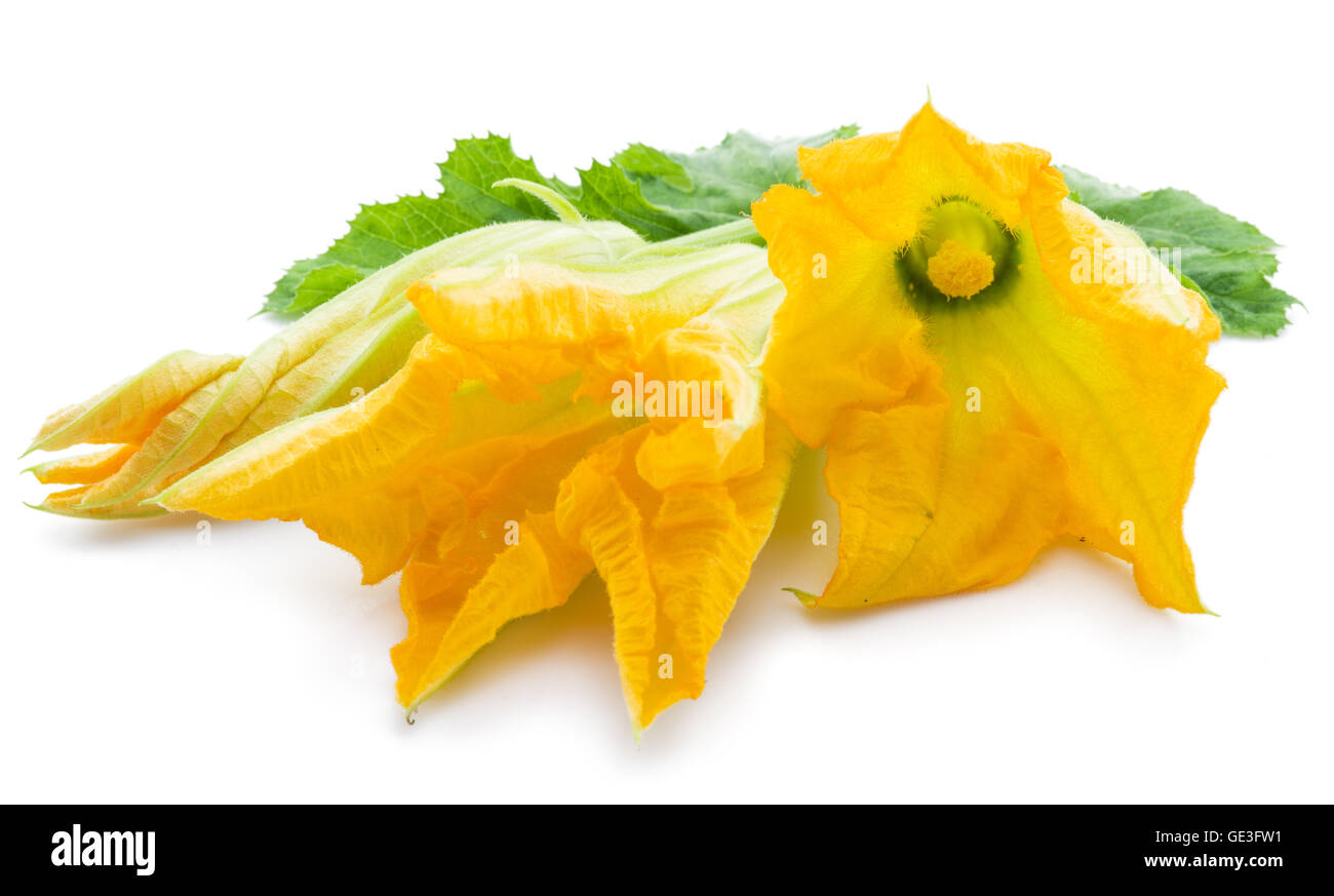 Zucchini flowers on a white background. Stock Photo