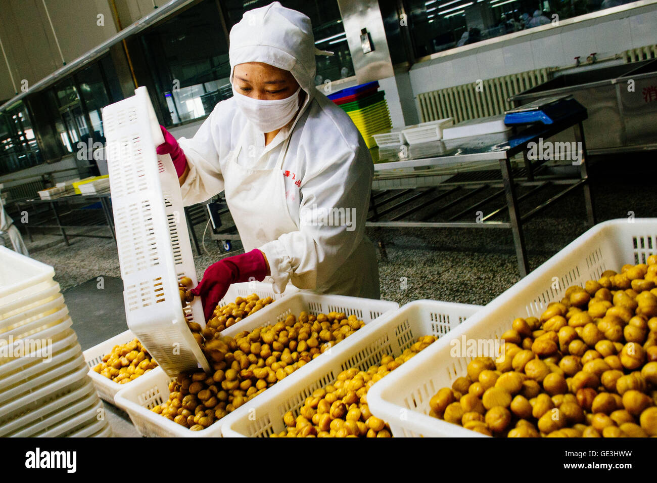 Fruit Processing Plant Of Longan