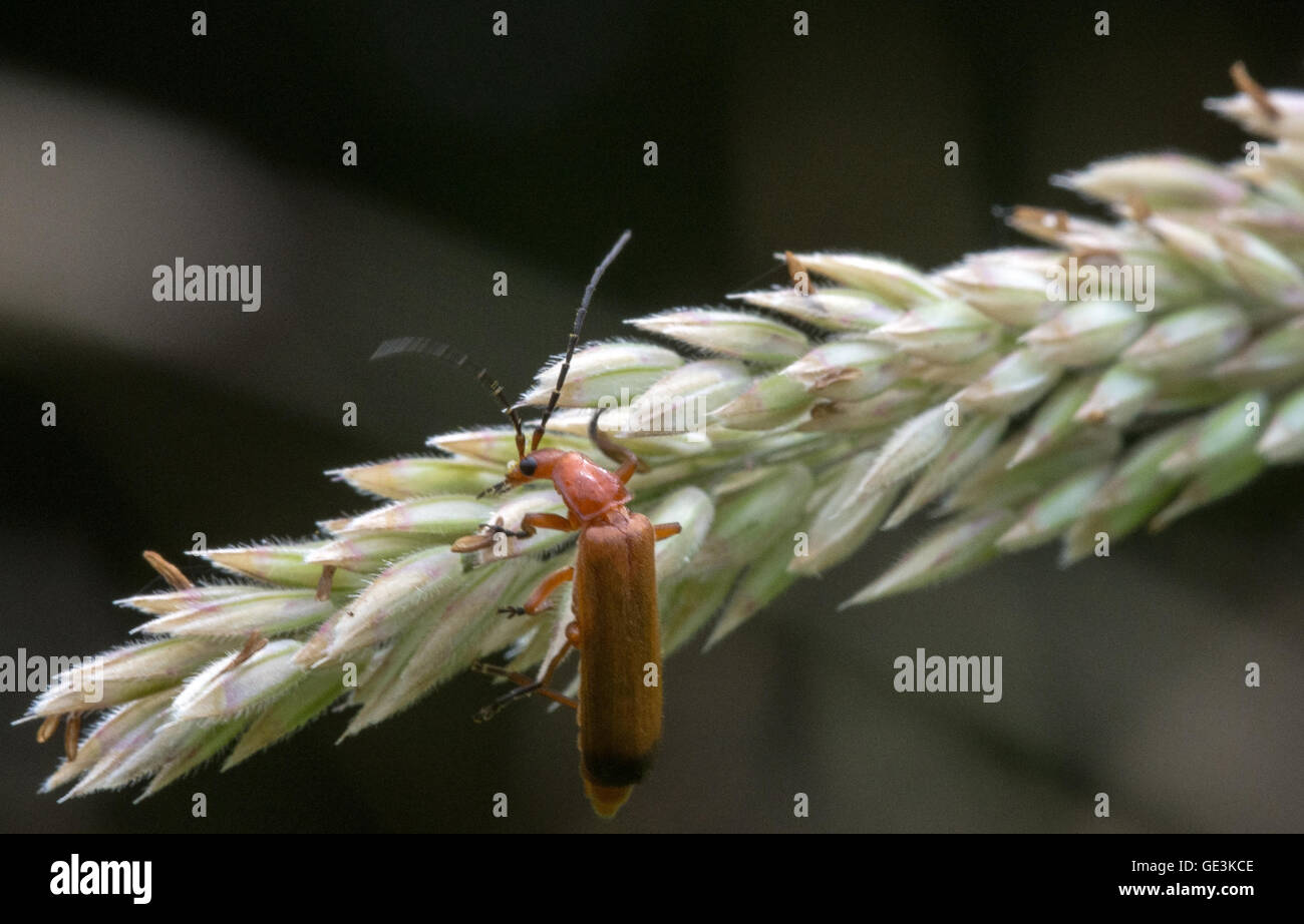 Beetles lifecycle hires stock photography and images Alamy
