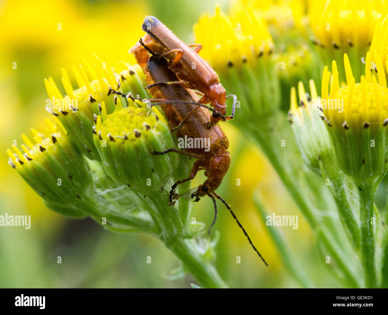 Beetles lifecycle hires stock photography and images Alamy