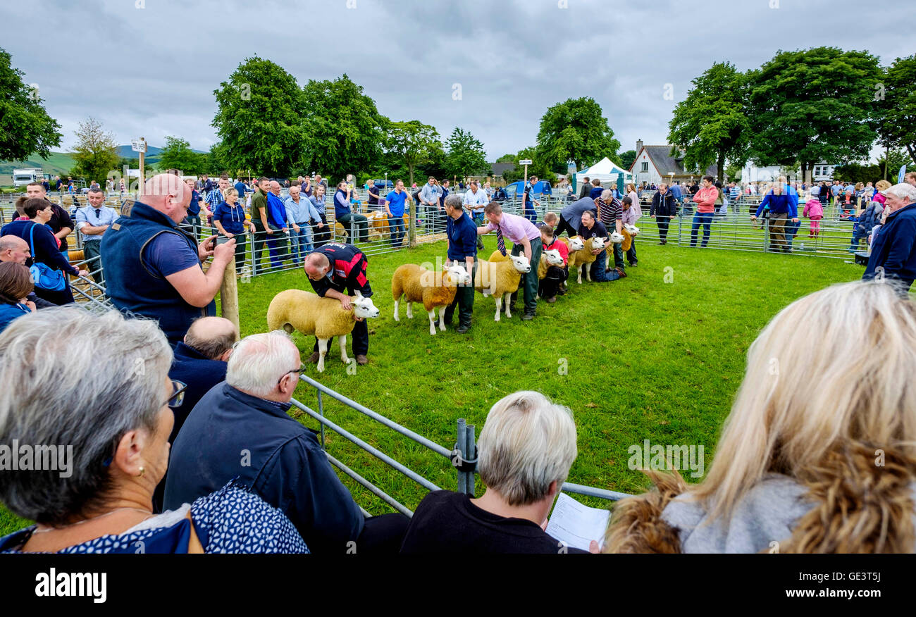Biggar Agricultural Show Biggar, South Lanarkshire 23rd July 2016 Texel sheep being judged