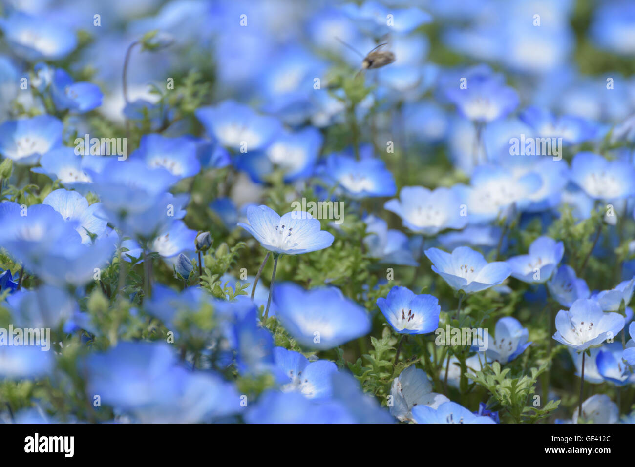 Carpet of Nemophila, or baby blue eyes flower Stock Photo