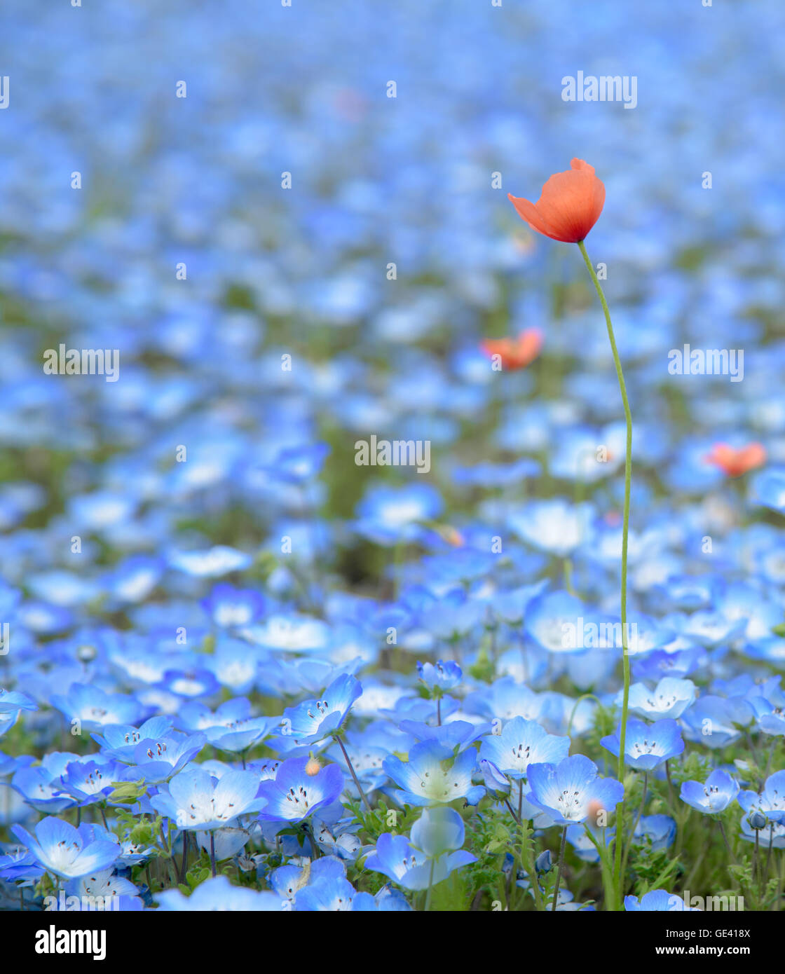 Nemophila japan hi-res stock photography and images - Alamy