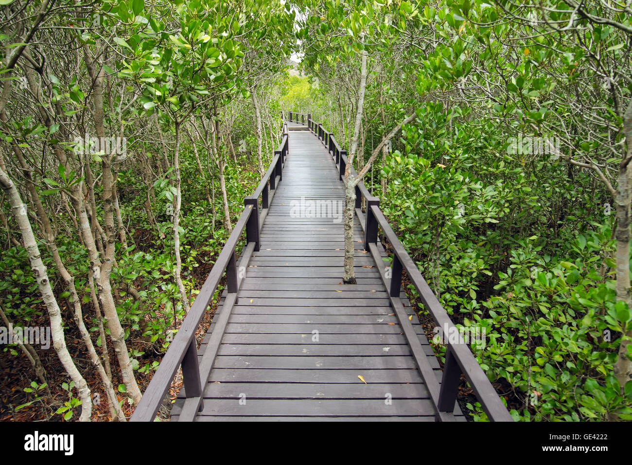Mangrove forest (Trees include Rhizophoraceae, Ceriops, tagal, decandra, apiculata, meliaceae, xylocarpus, moluccensis, roem, Av Stock Photo