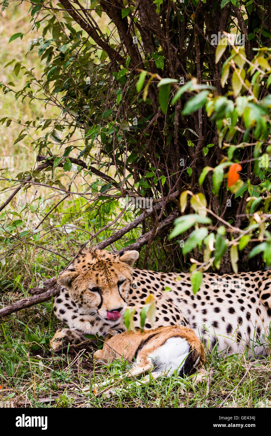 Masai Mara, Kenya. A cheetah (Acinonyx jubatus) savours the prospect of a recently killed Thomson's gazelle. Stock Photo