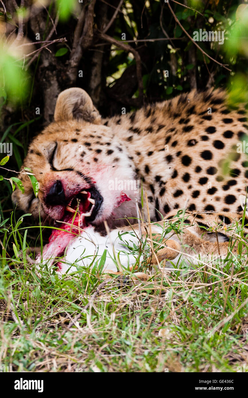 Masai Mara, Kenya. Its face covered in blood, a cheetah (Acinonyx jubatus) eats a recently hunted and killed Thomson's gazelle. Stock Photo
