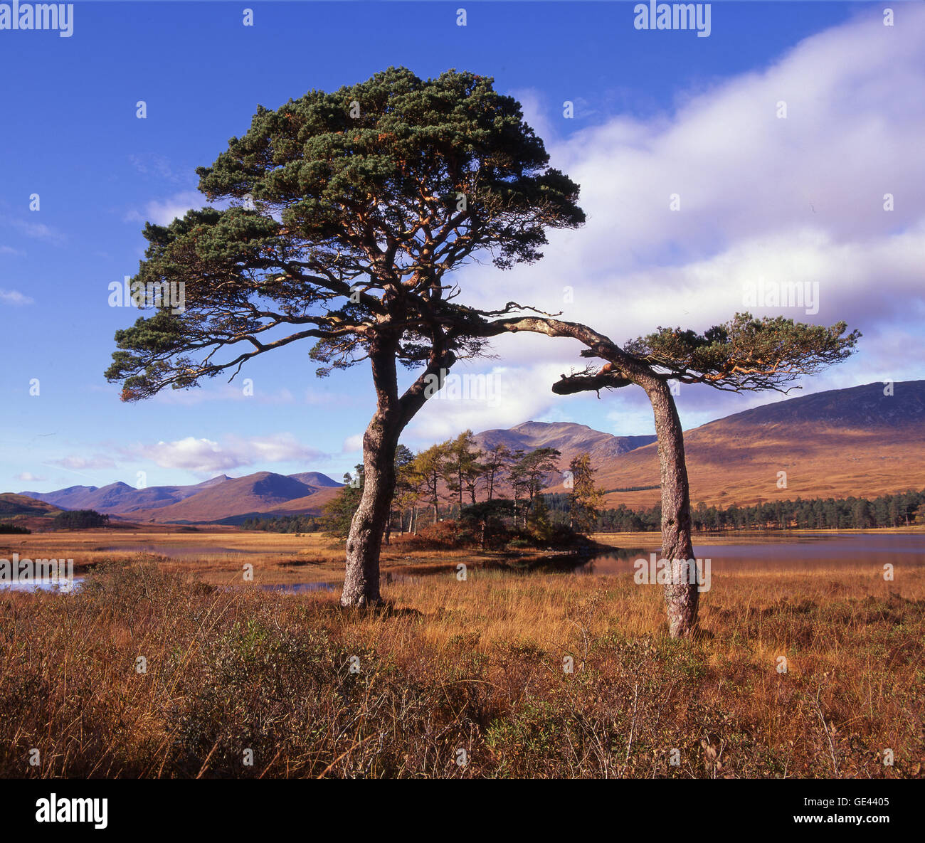 Scots Pines on the shore of Loch Tulla, Blackmount, Highlands Stock Photo