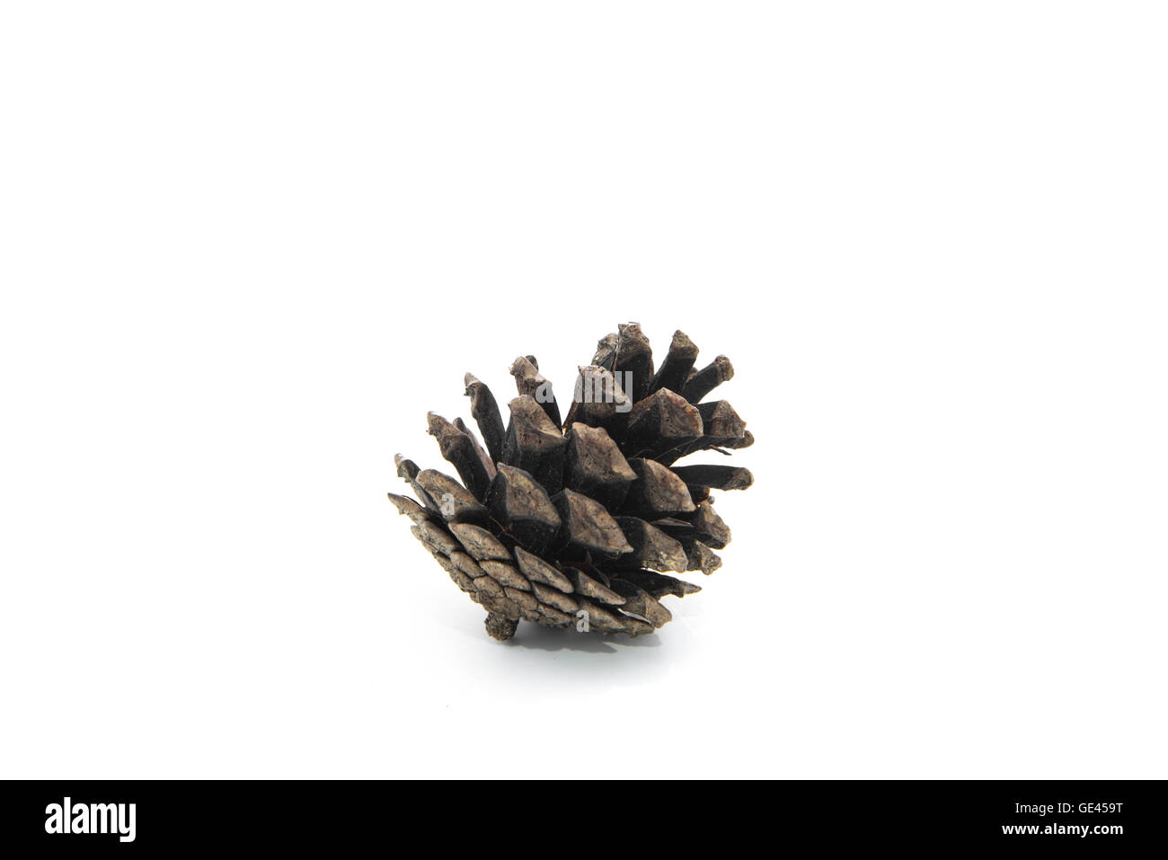 brown pine cone isolated on white background Stock Photo - Alamy
