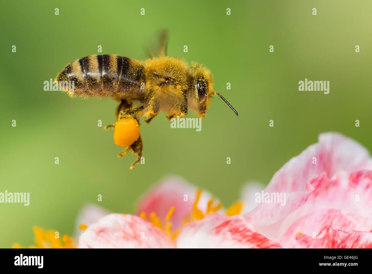 One Honey Bee full of pollen in flight Stock Photo Alamy